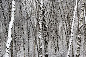Silver Birch Prints: Forest at winter, Moscow, Russia