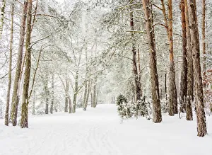 Lublin Voivodeship Prints: Forest by the Zemborzycki Lake at snowstorm, Lublin Voivodeship, Poland