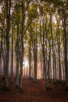Long Prints: Foreste Casentinesi National Park, Badia Prataglia, Tuscany, Italy Backlight in