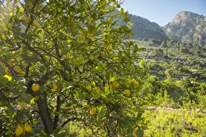 Fornalutx, Serra de Tramuntana, Mallorca, Balearic Islands, Spain