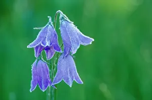 Forst Prints: Forst on Harebells (Campanula rotundifolia) blossoms Valemount British Columbia Canada