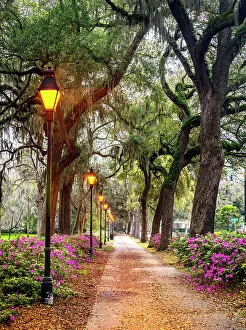 Oaks Prints: Forsyth Fountain, Forsyth Park Savannah, Georgia, USA