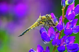 Insects Prints: Four-spotted chaser (Libellula quadrimaculata) dragonfly