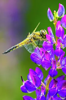 Insects Prints: Four-spotted chaser (Libellula quadrimaculata) dragonfly