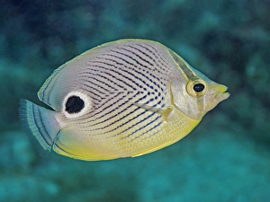 Reef Fish Prints: Foureye Butterflyfish (Chaetodon capistratus)