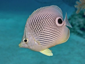 Reef Fish Prints: Foureye Butterflyfish (Chaetodon capistratus)