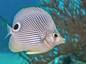 Reef Fish Prints: Foureye Butterflyfish (Chaetodon capistratus)
