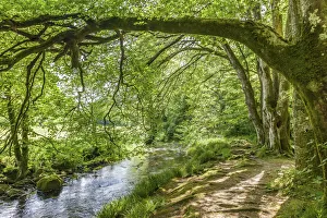 Fowey River St Neots, Bodmin Moor, Cornwall, England