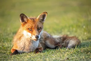 Isle Of White Prints: Fox, Isle of White, England, UK