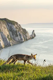 The Needles Prints: Fox and the Needles, Isle of White, England, UK