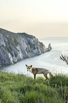 Images Dated 24th March 2021: Fox and the Needles, Isle of White, England, UK