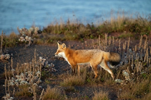 Fox, Prince Edward Island, Canada, North America