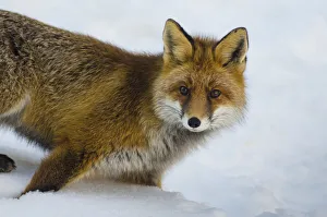 Graian Alps Prints: A fox in the snow of first wintertime. (Valsavarenche, Aosta Valley)