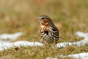 Striped Prints: Fox Sparrow (Passerella iliaca), Greater Sudbury, Ontario, Canada