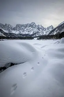 Tracks Prints: Fox tracks in the snow at Lago di Fusine, Julian Alps, Italy