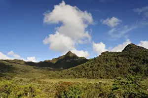 High Altitude Prints: Frailejones, Navado de Huilo, Colombia, South America