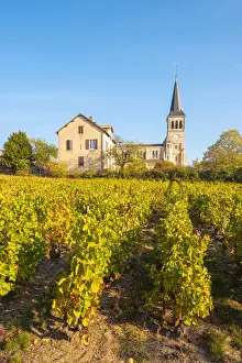 Burgundy Prints: France, Auvergne-Rhone-Alpes, Beaujolais crus wine region, Chenas