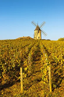 Images Dated 2nd January 2019: France, Auvergne-Rhone-Alpes, Rhone department, Beaujolais crus, Chenas