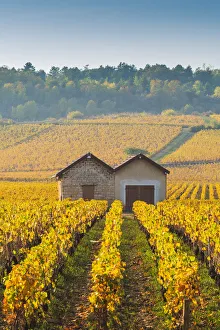 France, Bourgogne-Franche-Comte, Burgundy, Cote-d Or, Cote de Beaune