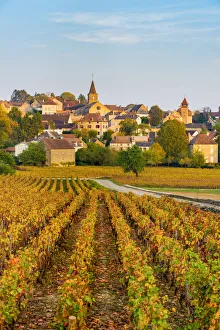 France, Bourgogne-Franche-Comte, Burgundy, Cote-d Or, Monthelie