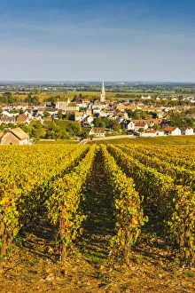 France, Bourgogne-Franche-Comte, Burgundy, Cote-d Or, Meursault
