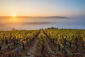 France, Bourgogne-Franche-Comte, Burgundy, Yonne, Irancy. Vineyards at sunrise