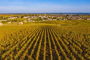 France, Bourgogne-Franche-Comte, Burgundy, Cote-d Or, Meursault