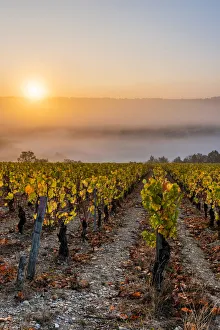 France, Bourgogne-Franche-Comte, Burgundy, Yonne, Irancy. Vineyards at sunrise