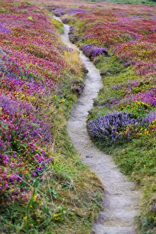 Cote De Armor Prints: France, Brittany, cote d armor, cap Frehal, pathway through heather