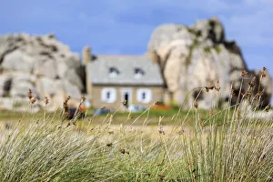 France, Brittany, Cote d armor, Plougrescant, Le Gouffre, grass reeds in focus