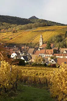 Images Dated 3rd February 2021: France, Grande Est, Alsace, Haut-Rhin, Riquewihr and vineyards in the autumn
