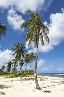 Guadeloupe Prints: France, Guadalupe, Anse-Bertrand. The Plage de la Chappelle beach in Anse-Bertrand