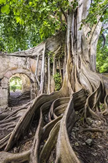 Antilles Prints: France, Guadalupe, Petit-Canal, Ruins of the Petit-Canal prison with the roots of a