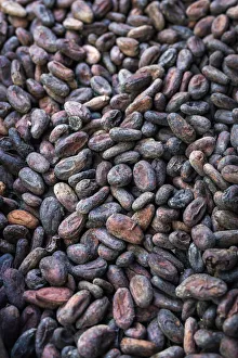 Guadeloupe Prints: France, Guadalupe, Pointe Noire, Toasted cacao seeds at the Maison du Cacao