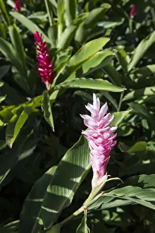 Guadeloupe Prints: France, Guadeloupe, Deshaies, Alpinia Purpurata in Deshaies Botanic Garden