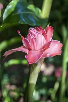 Guadeloupe Prints: France, Guadeloupe, Deshaies, Etlingera Elatior Rose in Deshaies Botanic Garden