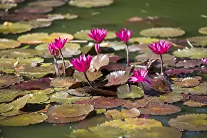 Guadeloupe Prints: France, Guadeloupe, Deshaies, Nymphaea Fabiola Rose in the Botanic Garden in Deshaies