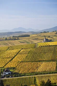 Images Dated 11th March 2011: France, Haut-Rhin, Alsace Region, Alasatian Wine Route, Ribeauville, vineyard view