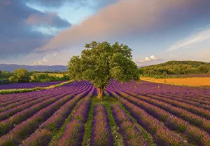 Farmland Prints: France, Haute Provence, Provence, Sault Plateau, Rows of lavender and single tree