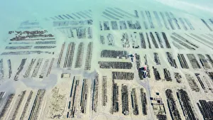 Bretagne Prints: France, Ille et Vilaine, Emerald Coast, Cancale, the oyster beds