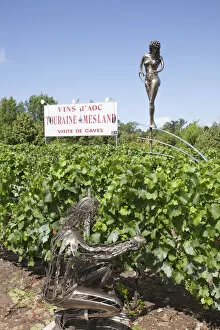 Images Dated 17th August 2011: France, Loire Valley, Vineyards near Chaumont