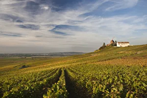 France, Marne, Champagne Ardenne, Verzenay, windmill and vineyards