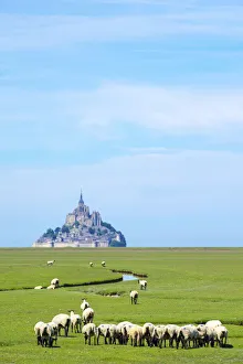 France, Normandy (Normandie), Manche department, sheep grazing in front of Le