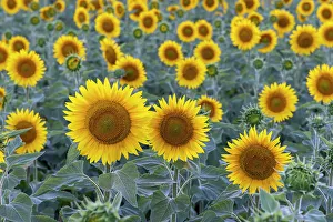 Sunflowers Prints: France, Nouvelle-Aquitaine, Correze, Sunflowers