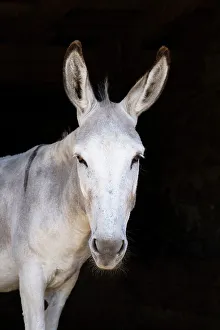 Donkey Prints: France, Nouvelle-Aquitaine, a white donkey