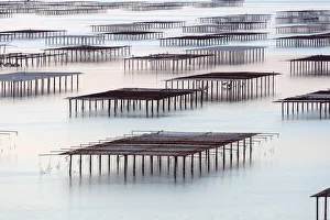 Images Dated 14th November 2019: France, Occitanie, Herault, Bouzigues, oysters tables on the lagoon of Thau