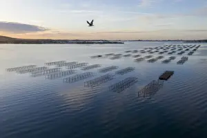 France; Occitanie; Herault; Bouzigues; aerial view of the oyster tables opposite Sete