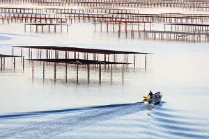 France; Occitanie; Herault; Bouzigues; a fishing boat inspects the oyster tables on