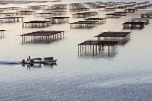 France; Occitanie; Herault; Bouzigues; a fishing boat inspects the oyster tables on