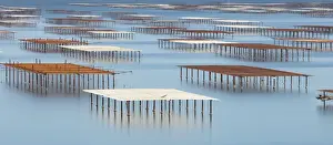 France; Occitanie; Herault; Bouzigues; Oyster tables on the lagoon of Thau